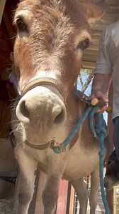 1K views · 212 reactions | Donkeys Growling #donkeylove #farrier #horse #horses #equestrian #asmrsounds | Patrick McKinzey | Facebook