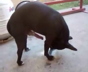 Small dog, big penis