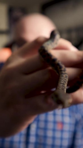 Smallest Pet Python You Can Own #snakes #python #reptiles | Wickens Wicked Reptiles