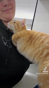 Rooster demands attention right meow! Cock-a-doodle-do consider adding this affectionate feline to your flock. #wemakecolumbushumane | Columbus Humane