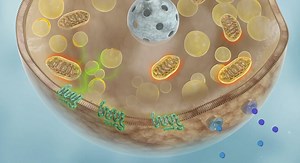 Scientists turn up calorie-burning in brown fat with a unique ‘on’ switch