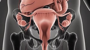 Female reproductive system anatomy diagram