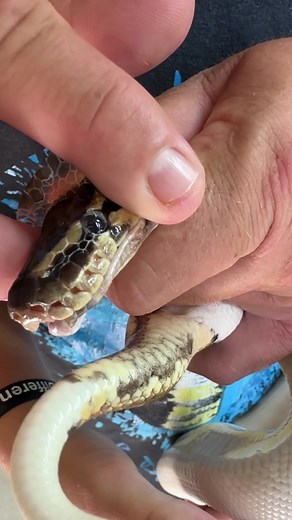 Beautiful ball python shedding it skin!!! | Dingo