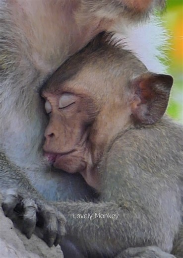 enjoy day family monkey jane, monkey jane she is now take care monkey jonna more drink milk, really lovely monkey. | Lovely Monkey