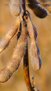 Time to harvest soybeans! #harvest #soybean #china #innermogolia | HustleBustle_China | Facebook