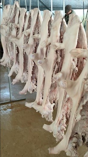 The Brutal Reality of Meat Production for Roast Suckling Pig 👀