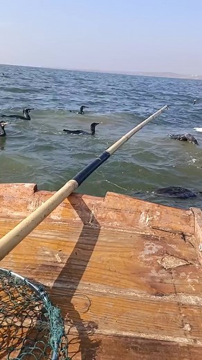 4.2K views · 48 reactions | Cormorant fishing in China #fishing #seafood #fish #bassfishing | Jolie Glamor | Facebook