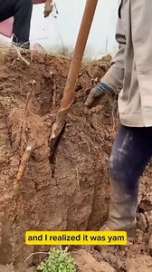 24K views · 105 reactions | yam harvesting process #farming #farmlife #yam #YamFarming #reels #fyp | Ibrahim Haruna Idris | Facebook