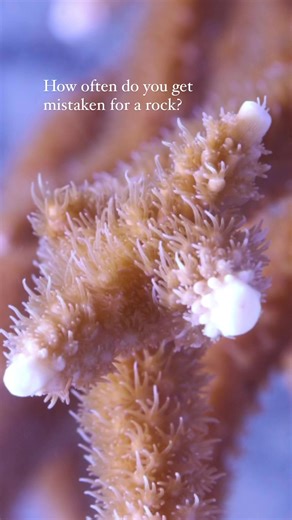 7K views · 72 reactions | PSA  Corals are animals that eat, swim*, and reproduce! *Adult corals are attached to a single location, but larvae (babies) swim to find a suitable settlement spot! | The Florida Aquarium | Facebook