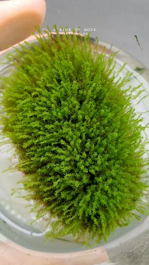 A floating blob of moss, growing happily in this specimen tube for over a month. #terraliving #blobofmoss #moss #terrarium #floatingmoss #livemossexperiment | TerraLiving