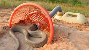 The First Primitive Snake Trap That Works 100% Made From Basket & Deep Bottle - Primitive Technology | Magic Animals | Facebook