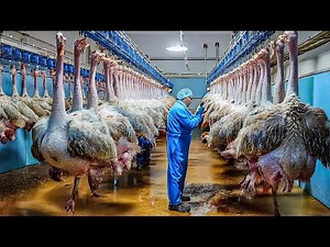 How Millions Of Ostriches Farm For Meat, Skin And Eggs in China - Ostriches Eggs Harvest Technology