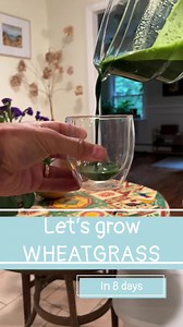 Let's grow wheatgrass #health #plants #wheatgrass