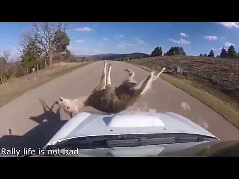 RALLY CARS HITTING ANIMALS!!! *FATAL*