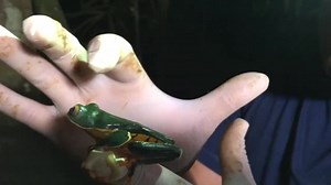 Behold the glorious lemur leaf frog! What an incredible adventure exploring the rainforest of Costa Rica and coming across this nocturnal wonder, incredibly dangerous but now getting a chance at survival in this protected rainforest sanctuary. It's like being a kid again! A dream come true! Thanks Costa Rican Amphibian Research Center! | Jeff Corwin