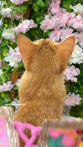 Serving desi princess vibes 💖✨🌸 | August the Ginger Cat