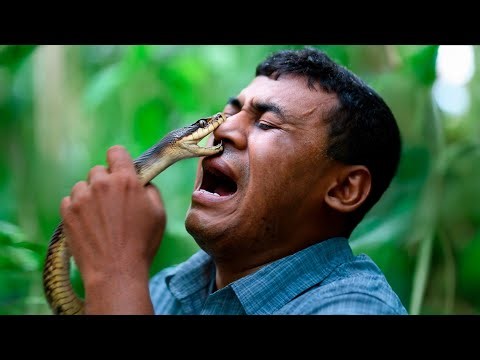 The Deadliest Snake Attacks