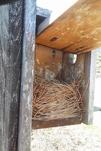 Some beautiful signs of spring from our #GivingTuesdayNow campaign! During this uncertain time, it is so nice to observe the changing of seasons so closely 🌱🍃🍄🌺🌼🌻🌞 | Vermont Institute of Natural Science (VINS)
