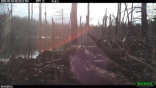 #mustelid Monday - Mink hunting on beaver dam in western Massachusetts nabs itself a frog. (Berkshire County, MA - RECONYX WR6) | CR Wildlife Cams