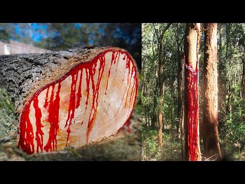 15 Most Dangerous Trees You Shouldn’t Touch