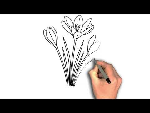 How to Draw Crocus Flower