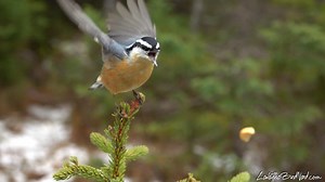 30K views · 4.5K reactions | A male Red-breasted nuthatch I named Pinto ( one of Lentil's ex mates) back in 2020 catching pieces of peanuts. He always enjoyed doing that 李 | LesleytheBirdNerd | Facebook