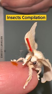 Insects Compilation | Christi Lukasiak