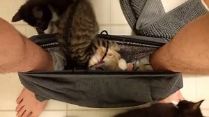 There's no privacy with kittens. http://imgur.com/gallery/EqBHQF8 | Imgur
