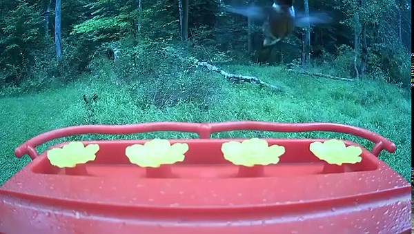 We are currently testing out the new Bilantan AI Smart Bird Feeders. This is an example video from the camera installed in a remote area where we installed a WiFi access point for the AI bird feeder that is about 1/4 mile from any houses. This is an autonomous wireless AI bird feeding station! This video was captured with the HummerHi Bilantan an AI Smart Bird Feeder of some ruby-throated hummingbirds. For information on the HummerHi Smart Bird Feeder visit: https://www.bilantan.com/products/hum