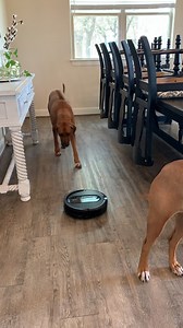 4.5K views · 18 reactions | With a home full of dogs, it can be hard for Sarah V. to keep up—but she knows something that can....the Shark IQ Robot™. With home mapping, she can choose the dogs’ favorite room and clean on command. | Shark Home | Facebook