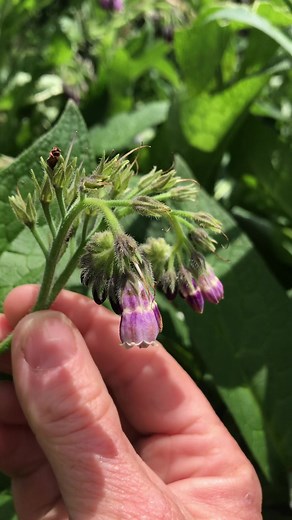 Comfrey (Symphytum x uplandicum) #garden #gardening #herbs #forage | Prepper Kiwi