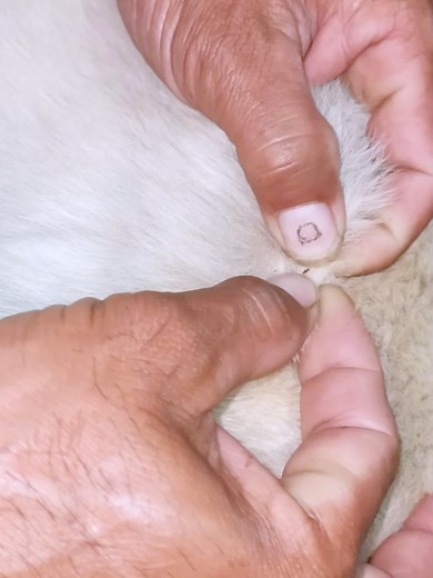 Effective Flea Removal for Your Dog