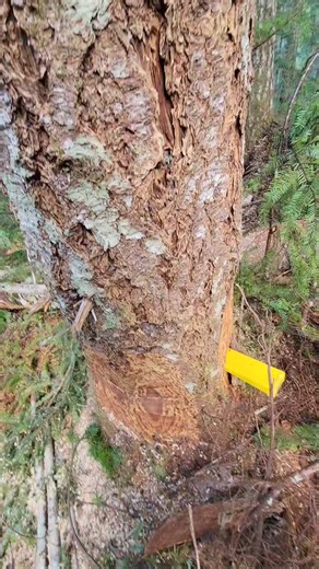 Cinematic tree wedging. #mitchzenobitrees #treework #treelife #trees #treecutting #timberfaller #logger #logging #lumberjack #arborist #husqvarna #axe #axes #samsung #newpost #logger1988 #pnw #viral #reel #reels #video #shorts #music #dopelemon | Mitch Zenobi