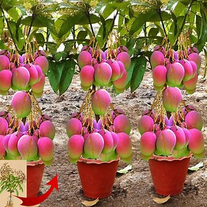 How to stone grafting mango tree from full success | Tree Garden