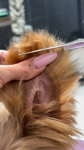 Yorkies ❤️✂️ #yorkie #yorkielovers #yorkiegrooming #bijoupet #doggrooming | Bijou Pet