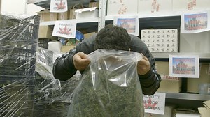 Dentro una fabbrica italiana di marijuana legale