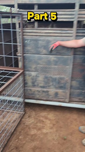 where we go! part 5! getting some hogs loaded. see our calmer process. we don't rile them up too much. #wildhog #fyp #customtrap #hognapperstraps #hog