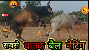 Cow mating, also known as breeding, is the process of male and female cows coming together for reproduction. This typically involves a bull mating with a cow, either naturally or through artificial insemination. The mating process is crucial for the continuation of the cow population and is carefully managed by farmers to ensure healthy offspring and genetic diversity. It is important for farmers to monitor the mating process and ensure that the cows are in good health and properly cared for dur