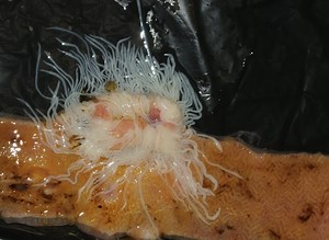 Parasitology celebrates World Fisheries Day with Special Issue on fish parasites « Life Sciences# « Cambridge Core Blog