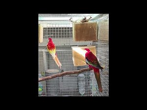 Psittacoms 2022 Bloc N°28 Couple Omnicolore