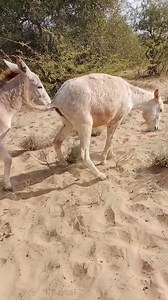 66K views · 184 reactions | Alone But very Happy vilalge pets...