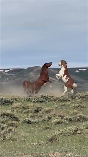 Jealous Stallion Defends His Herd 🐎🔥 | Powerful Instincts #horse #nature #mountains