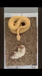 Albino Diamondback Rattlesnake 😱🐍🐭 #petsafety #Eating #SnakeEating | ExZoo Teria