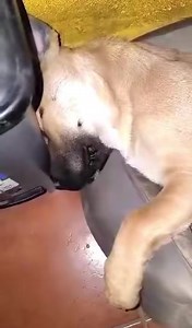 💤💤💤 💗 BEPPO is searching for a FOSTER / FINAL home! DOB: 2023. Sept. 16. 14 kg (jan. 15.) From the street… He will be medium size. https://www.facebook.com/media/set/?set=a.650738377210275&type=3 💚 Please support our work so we can continue the rescue work of similar poor souls in need! All details are to be found on our website : WWW.FUZALLATVEDELEM.HU How you can help: 🔰 Adoption, Fostering If you want to adopt or foster REHOMING: http://www.fuzallatvedelem.hu/index.php?option=com_conten