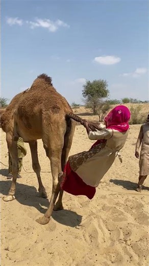 The bride is hanging from the camel's hump