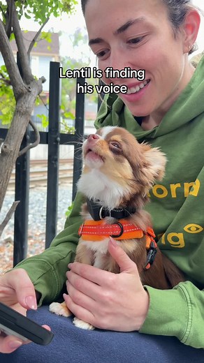 Lentil Finding His Voice: Dog Reacts to Siren for First Time