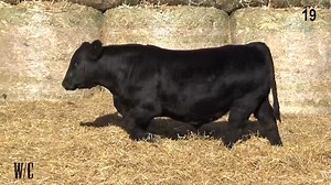 Lot 19: Werning Cattle Company - 45th Annual Simmental Bull & Female Sale