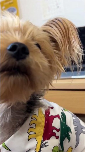 おやつもらえた🍪#ヨーキー #ヨークシャーテリア #yorkie #yorkshireterrier #可愛い #癒し #おやつ #愛犬 #犬のいる生活 #doglife #shorts