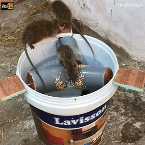 1.8M views | Best Mouse Reject/PVC Water Bottle Mouse Trap/DIY make A Mouse Trap Homemade /Hate Mice Credit: Mouse Reject - youtu. be/O2KHPh-tDRA | Goldart Auction & Investment House | Facebook