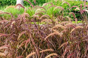 Purple Fountain Grass | Petitti Garden Centers